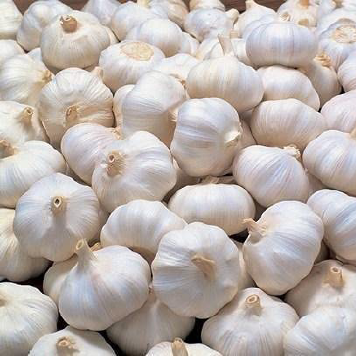 Garlic