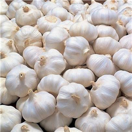 Garlic
