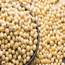 White Soya Bean Grain - 800 g