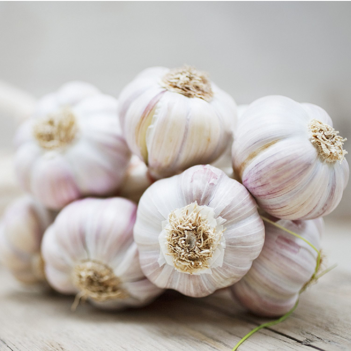 Garlic