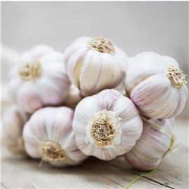 Garlic